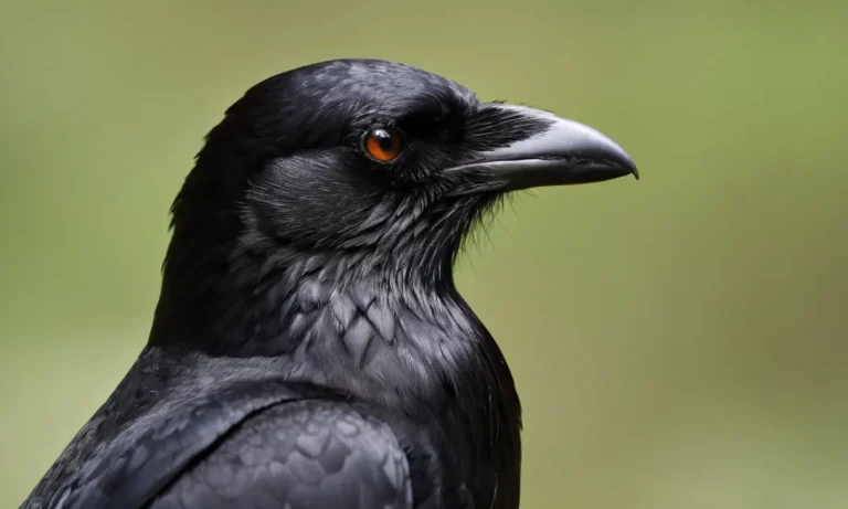 The Legend of Yatagarasu, the three-legged crow and its possible origins