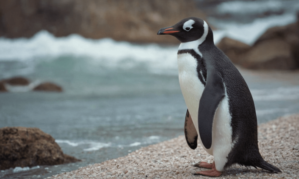 Penguin Symbolism by Species