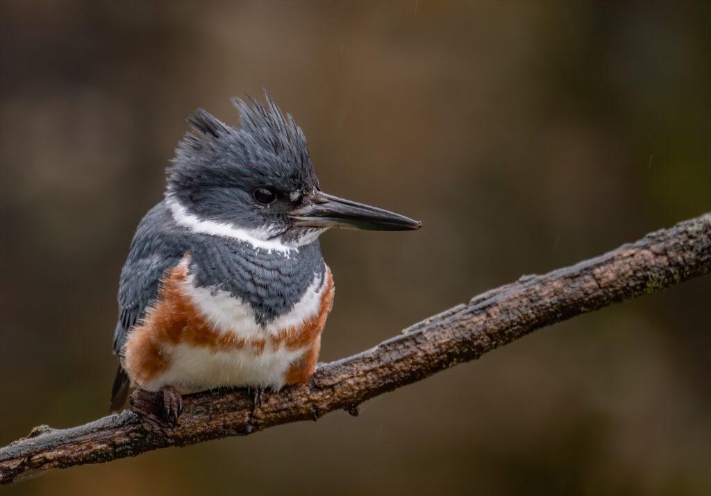 Belted Kingfisher Symbolism and Meaning - Your Spirit Animal