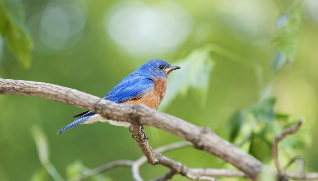 Bluebird Symbolism & Meaning - Everything We Know