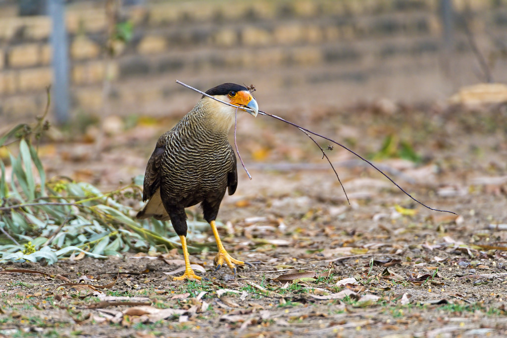 Caracara with twig in the beak