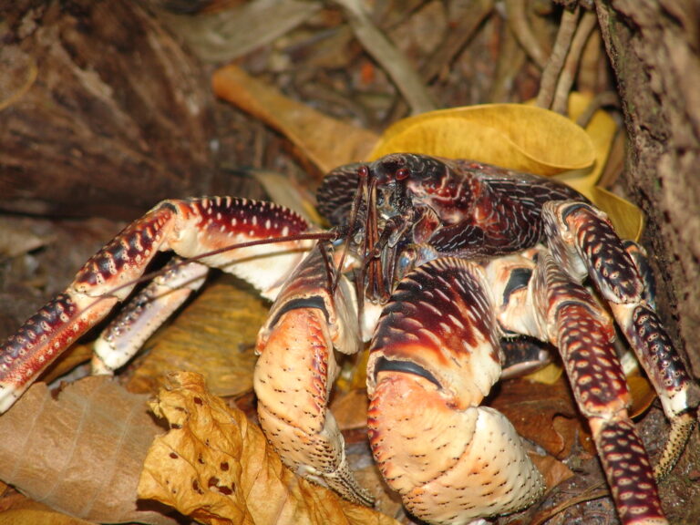 Jonah Crab Symbolism and Meaning - Your Spirit Animal
