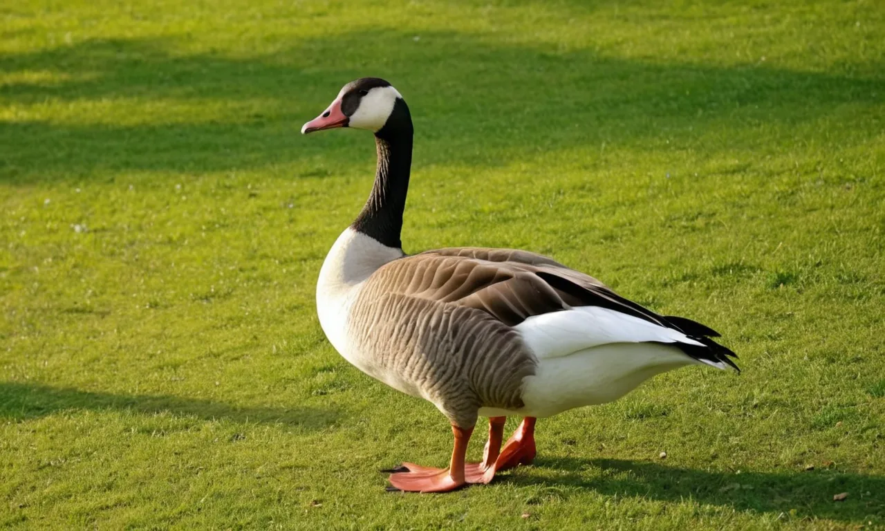 Goose Symbolism