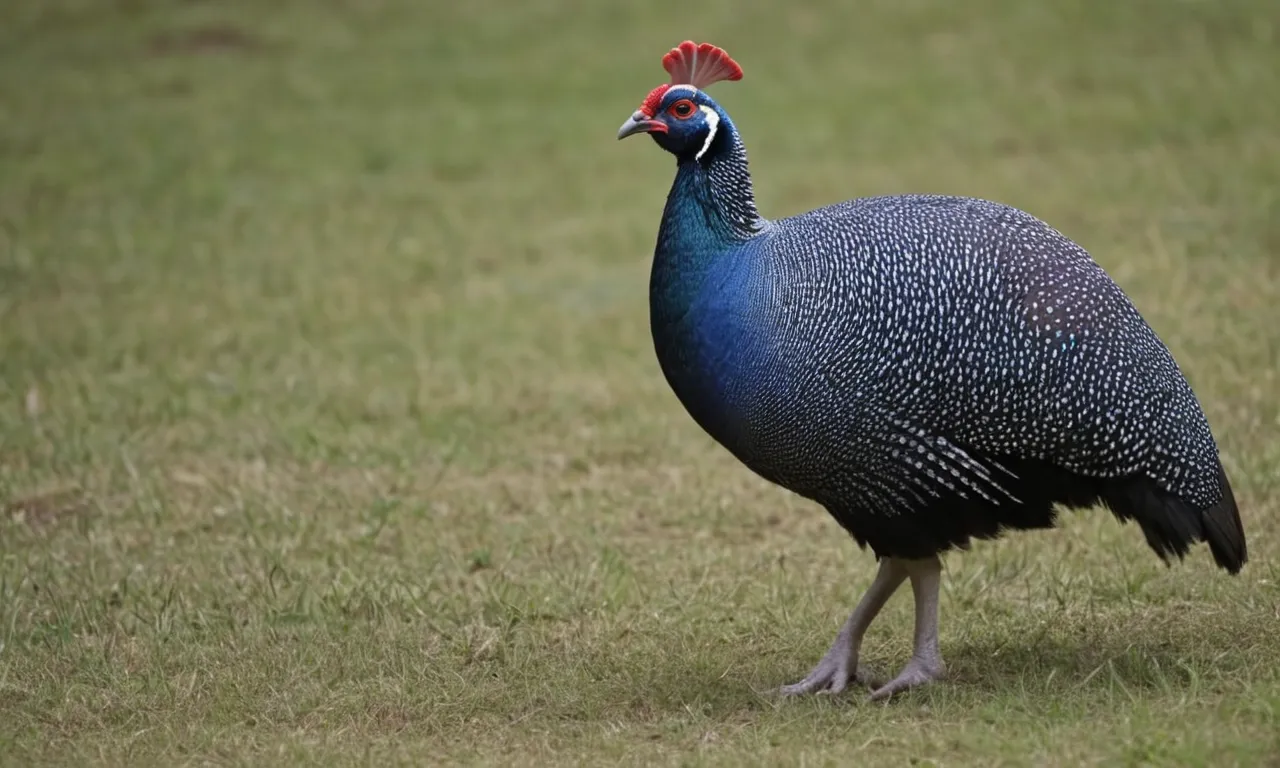 Guinea Fowl Symbolism and Meaning - Your Spirit Animal