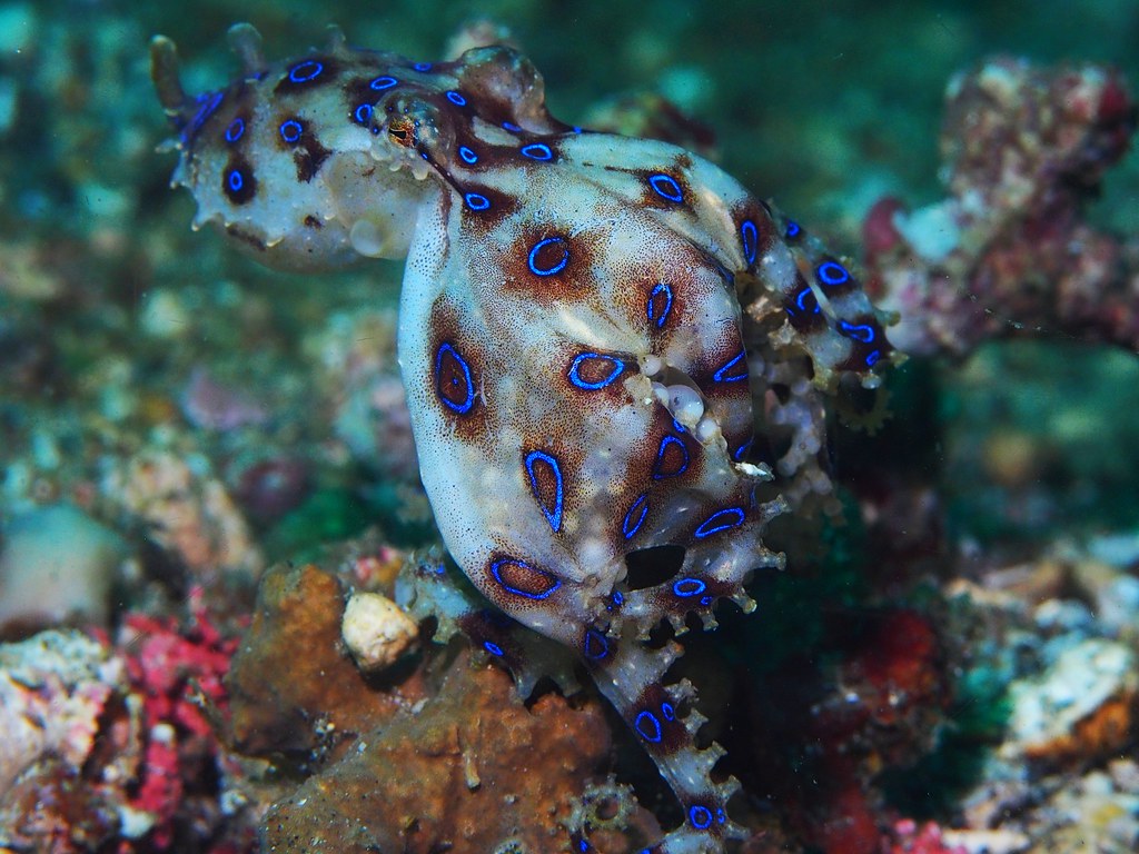 Greater blue-ringed octopus with eggs (Hapalochlaena lunulata)