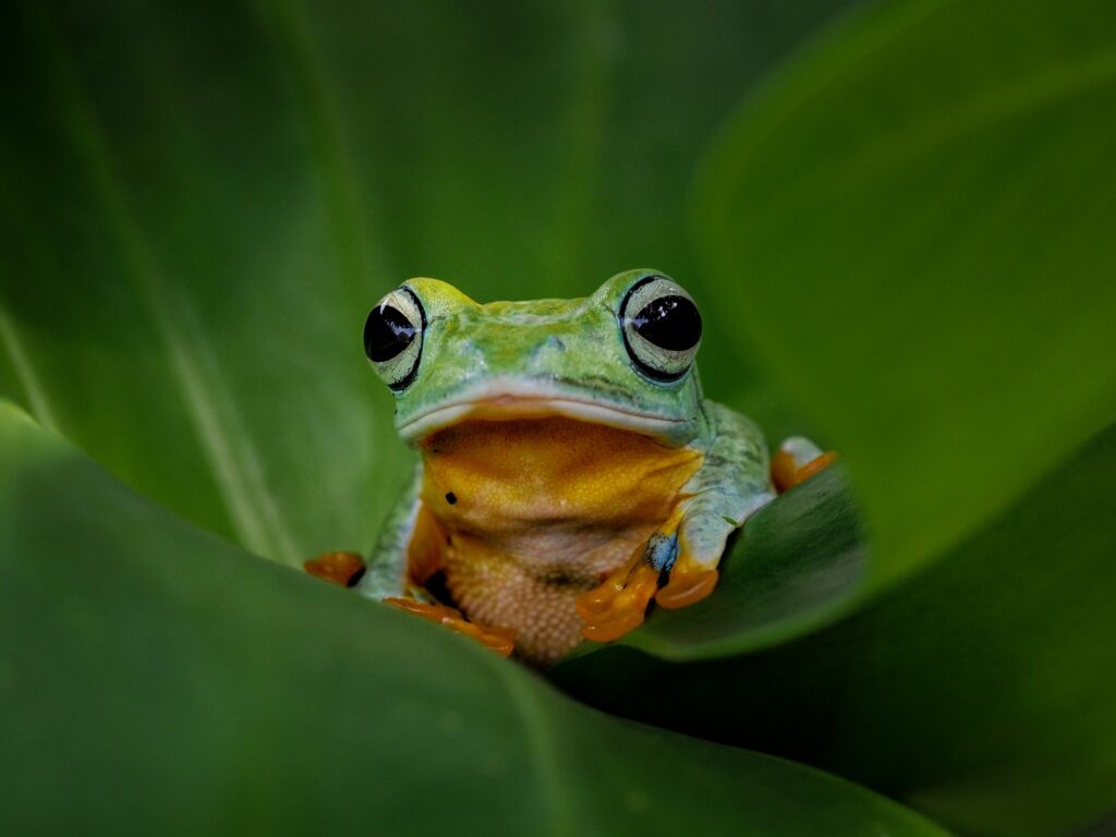 Green Frog Symbolism and Meaning - Your Spirit Animal