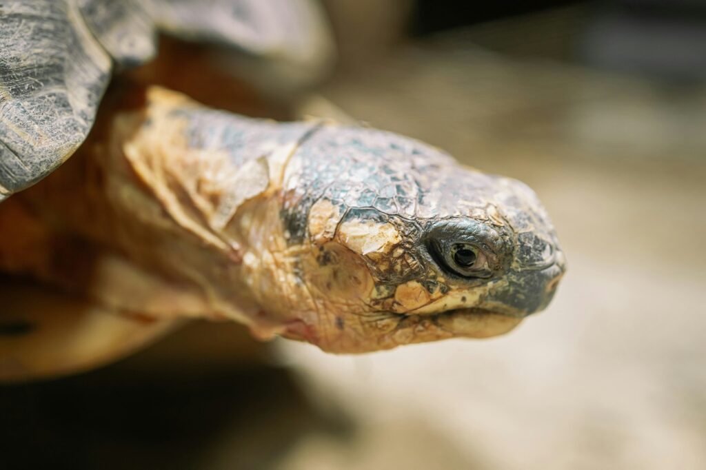 Close-up of radiated tortoise in its habitat on land. Beautiful turtle - rare species, Madagascar
