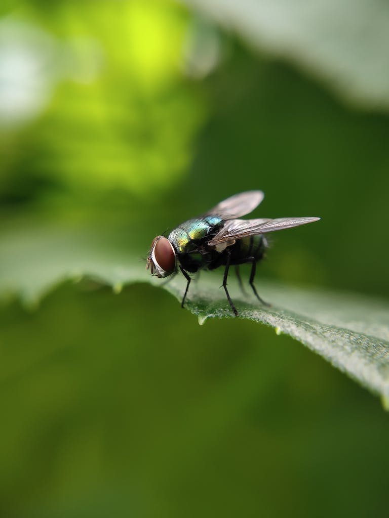 Green and Black Fly Perched on Green Leaf in Close Up Photography