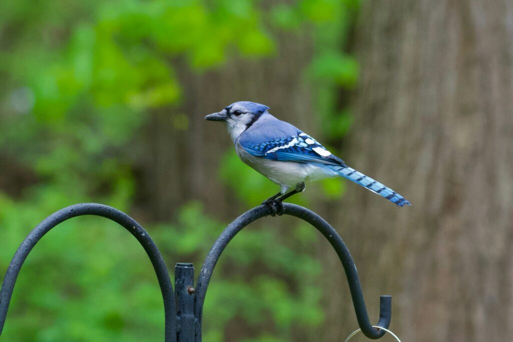 Is the Blue Jay a Good Omen or Bad Omen?