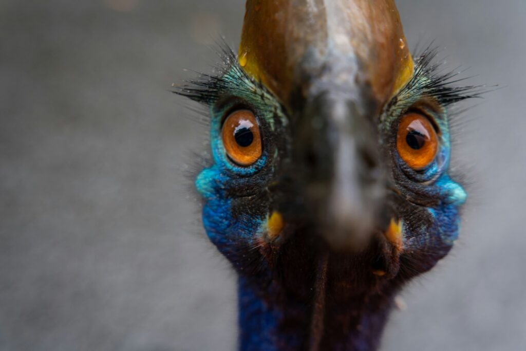 A Southern cassowary bird in Tully Gorge National Park, Australia