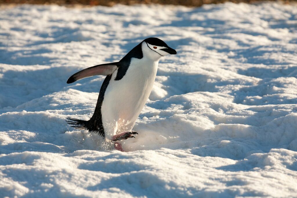 Chinstrap Penguin (Pygoscelis antarcticus) in the South Shetland Islands, Antarctica.