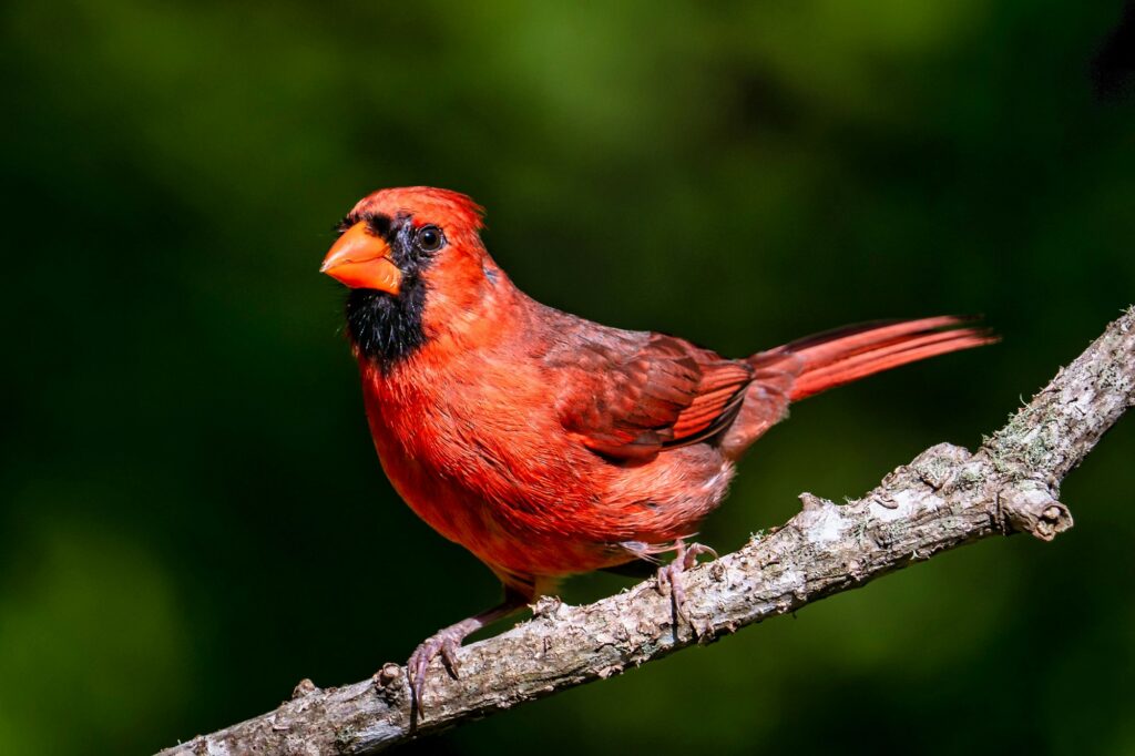 Closeup shot of a bright red cardinal bird perched on a branch