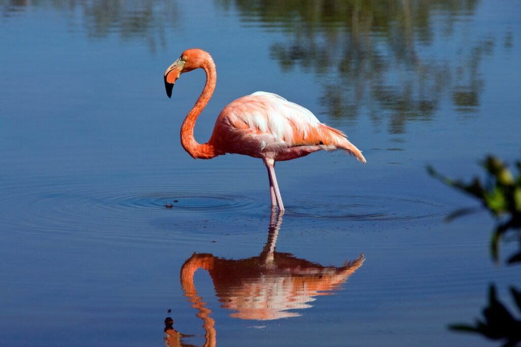 Flamingo - Galapagos Islands - Ecuador