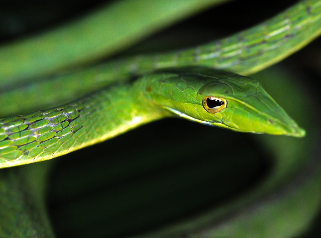 Long-nosed Tree Snake (Ahaetulla nasuta)