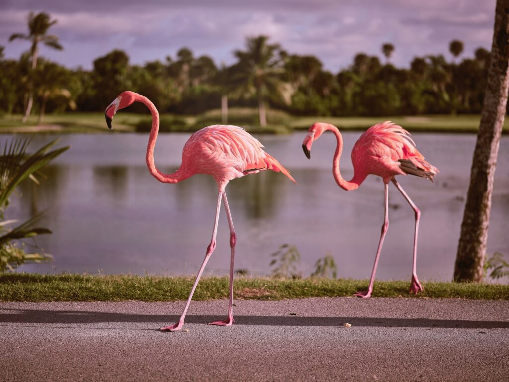 Pink flamingos strolling near pond in park