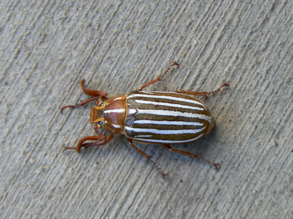 Ten-Lined June Beetle or Long-Haired June Beetle or Hissing Beetle, SCARABAEIDAE (Polyphylla decimlineata)